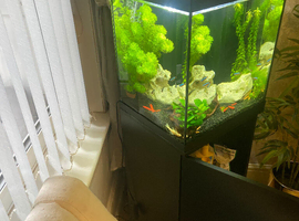 Fish tank tropical