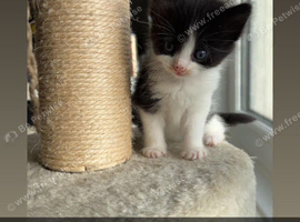 Black and white kittens for sale