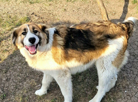 ️ STAN &ndash; The Gentle Giant with the Kindest Heart ️