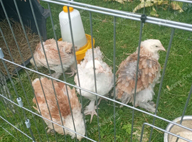 Chickens salmon faverolle  pullets