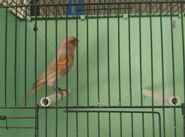 Red mosaic greywing male