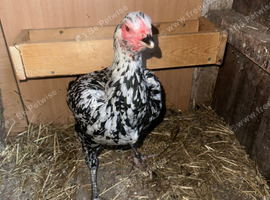 Game Birds 2 Breeding female top quality birds
