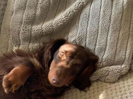 long coat chocolate and tan mini dachound
