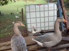 Geese from this year's hatch