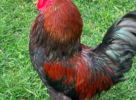 Cockerel Black Copper Maran Mix