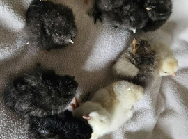 Silkie, polish and polkie chicks