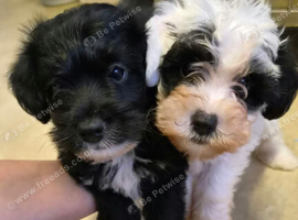 Toy poodle x miniature jack boys