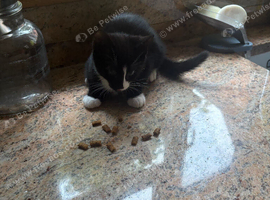 Kitten