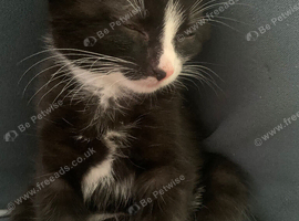 Kitten 7 weeks old
