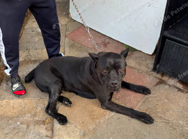 Pair of beautiful italian cane corso mastiff