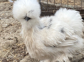 Silkie chicks for sale