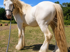 Cremello Hermits bred colt