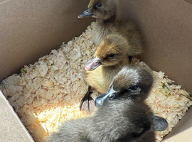 3 day old muscovy ducklings pairs only lincolnshire