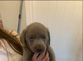 Silver Labrador puppies ready for new homes