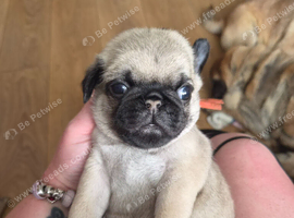 1 male pug puppy for sale