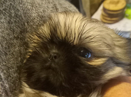 Reduced, All my sisters have found there forever home ,stunning imperial shihTzu puppy ready to go