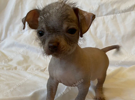 Chihuahua Cross Chinese Crested Male Pup