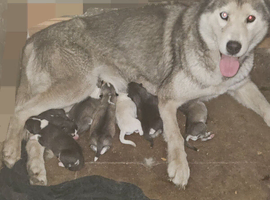 7 husky puppies for sale &pound;800