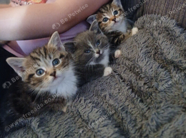 Beautiful cross kittens