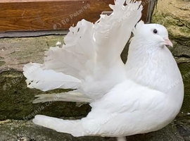 White Indian fantail pigeons