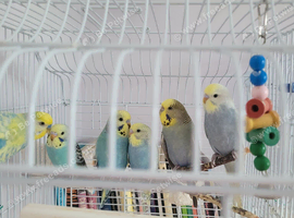 Baby budgies for sale
