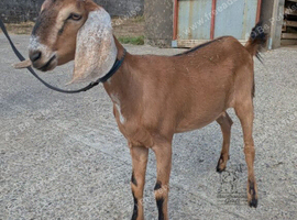 Pedigree Anglo nubian female kid