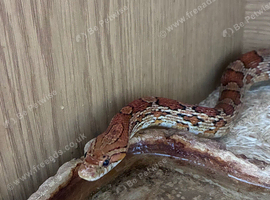 Cornsnake