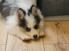 STUNNING POMSKY BOY - READY NOW Hernebay Kent
