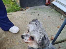 Yorkshire terrier x