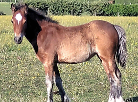 Welsh section c bay filly foal