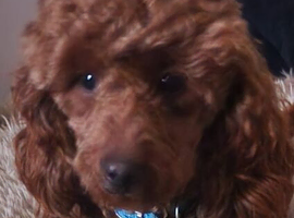 Miniature poodle at stud