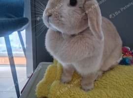 rabbit