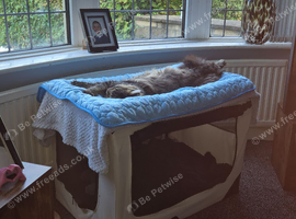 Maine coon cross