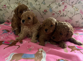 Kc registered toy poodles ready now !!!!