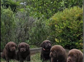 Black Labrador Retriever Puppies &ndash; 4 Boys & 1 Girl Available