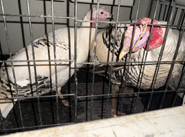 Turkey hatching eggs