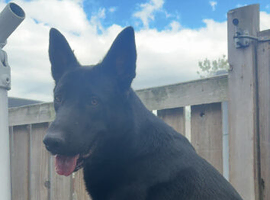 3year old German shepherd