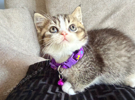 * Beautiful Scottish Straight Kittens for Sale