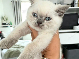 2 Beautiful British Shorthair ColourPoint Kittens