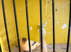 Canaries