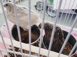 2 baby quails
