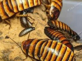 HALLOWEEN HISSING COCKROACHES