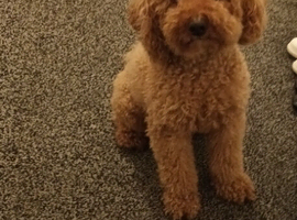 F1Bb Cavapoo boy