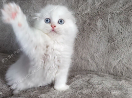 Scotish fold and straigh kittens