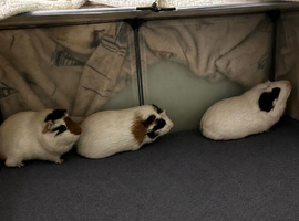 3 male guinea pigs
