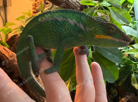 Nosey be panther chameleon 12 months old