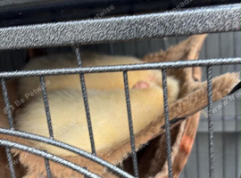 Ferrets