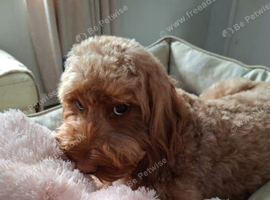 Cockapoo girl red