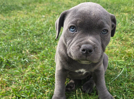 Beautiful KC Registered Staffordshire Bull Terrier Girl Looking for Her Forever Home