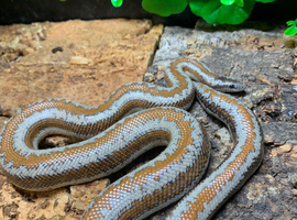 Proven Mexican x Albino Coastal Rosy Boa at Birmingham Reptiles